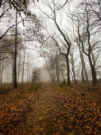 Trees in forest during autumn