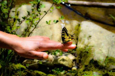 Cropped image of hand with butterfly