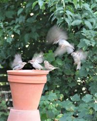 View of bird on plant