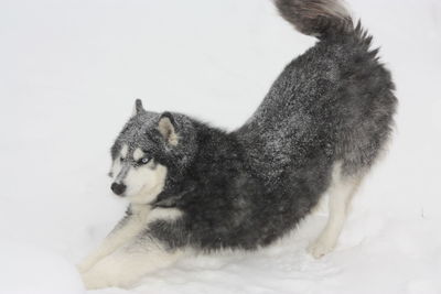 Close-up of dog in snow