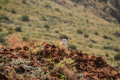 Seagull in landscape
