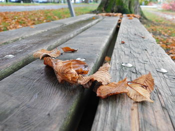 Close-up of dried leaves on wooden table