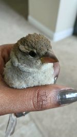 Close-up of hand holding small bird