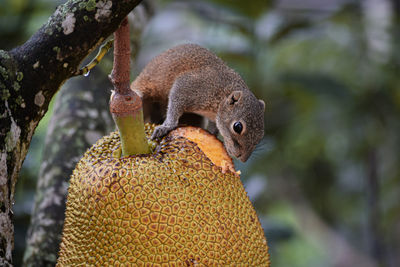 Close-up of squirrel on tree