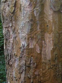 Full frame shot of tree trunk