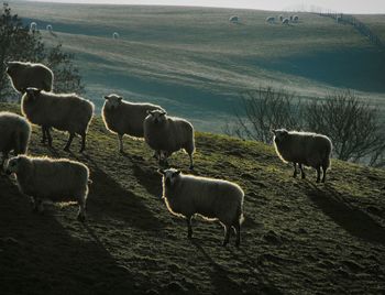 Cows grazing on landscape