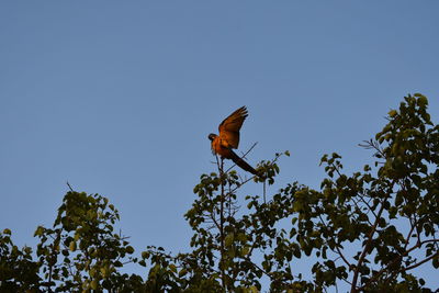 Low angle view of butterfly perching on tree against clear sky