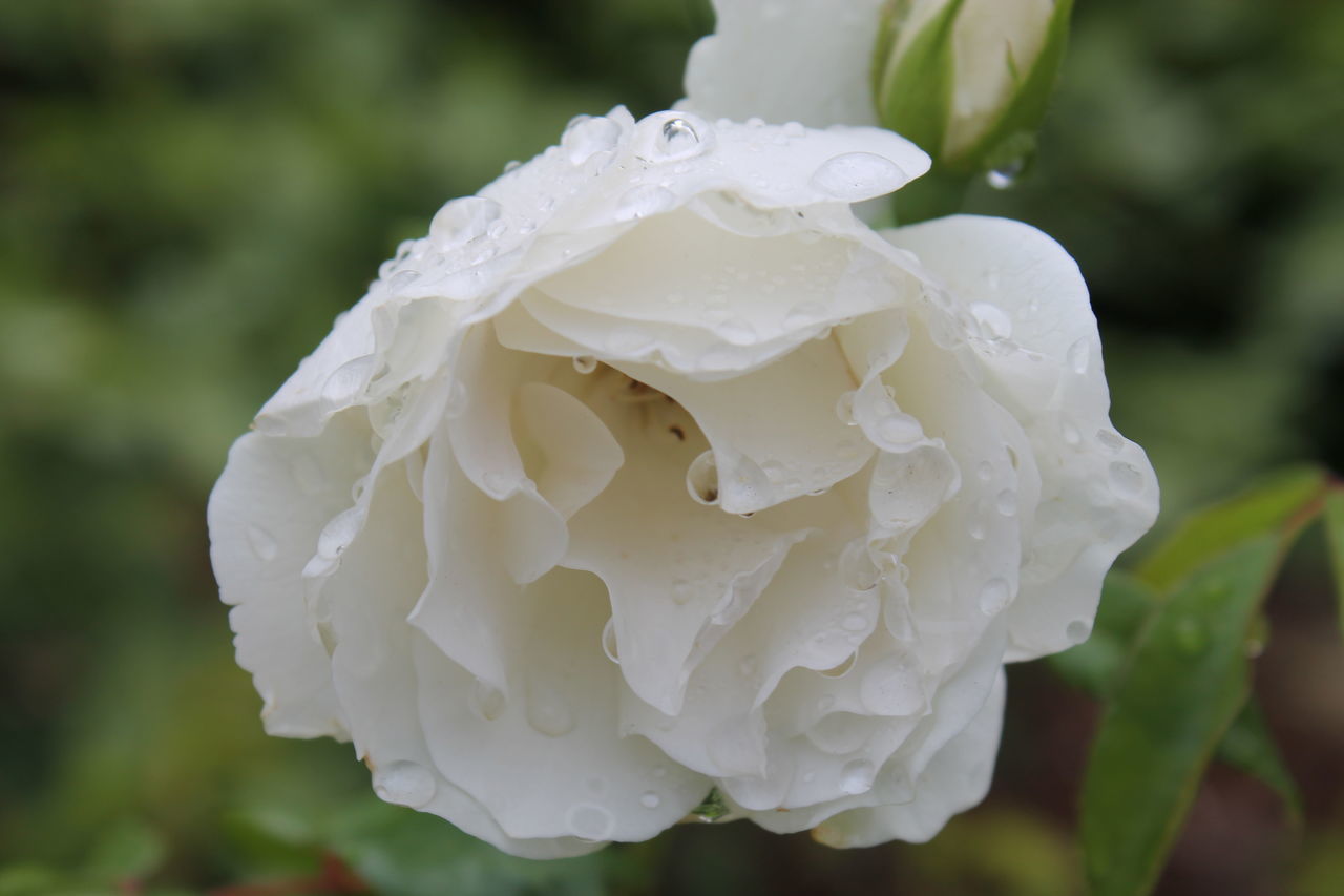 CLOSE-UP OF WATER DROPS ON ROSE