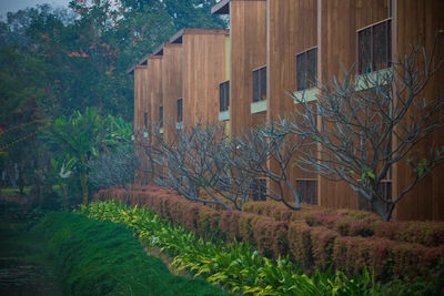 Plants growing outside building