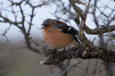 Bird perching on branch