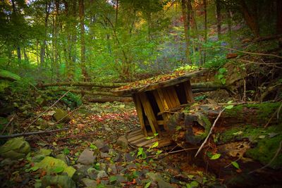 Trees in forest