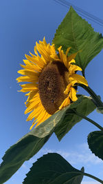 Low angle view of sunflower against clear sky