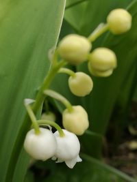 Close-up of flower growing on plant