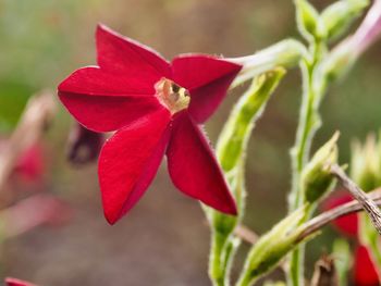 Close-up of red flowering plant