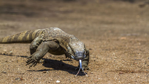 Close-up of komodo dragon walking on land