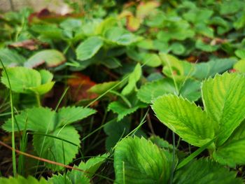 High angle view of green leaves on plant
