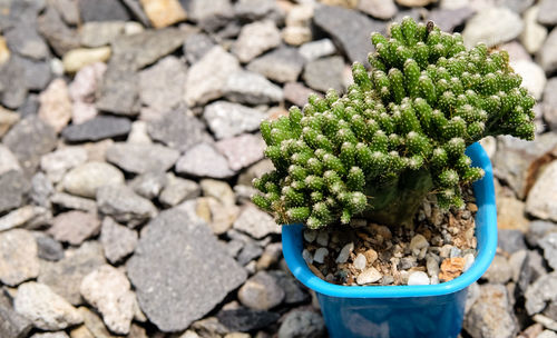 High angle view of potted plant