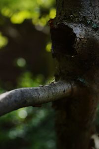 Close-up of rusty metal on tree trunk