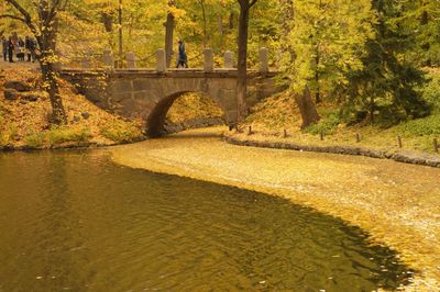 Arch bridge over stream in forest