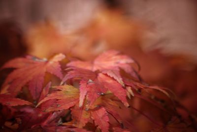 Close-up of maple leaves on plant