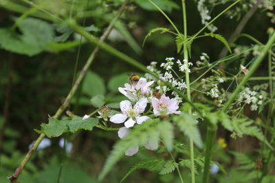 Close-up of insect on white flower