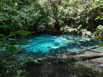 Scenic view of lake in forest