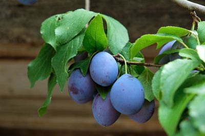 Close-up of fruits growing on tree