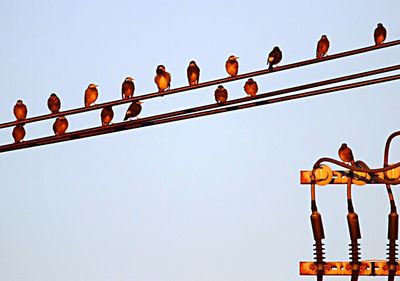 Low angle view of birds perched against clear blue sky