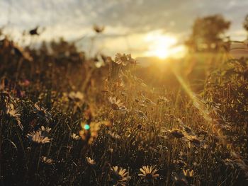 Close-up of plants growing on field against sky during sunset