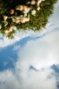 Low angle view of trees against sky