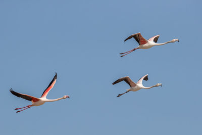 Low angle view of flamingos flying against clear sky