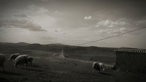 View of sheep grazing in field