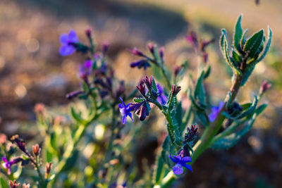 Close-up of purple flowering plant