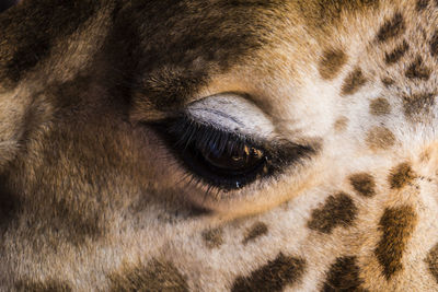 Close-up of giraffe's eye