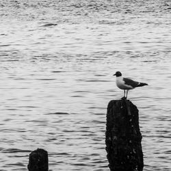 Bird perching in water