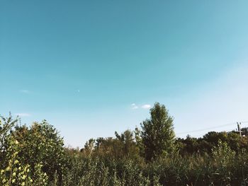 Trees on field against clear blue sky