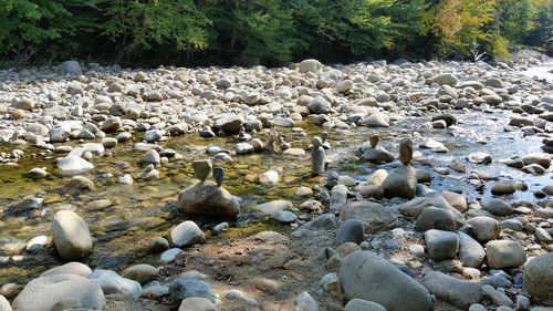 Flock of birds on rocks at beach