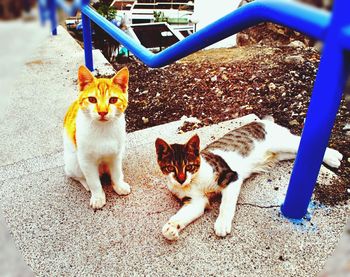 Portrait of cat