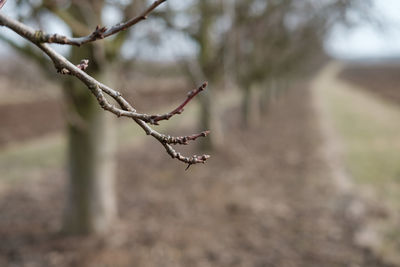 Close-up of twig