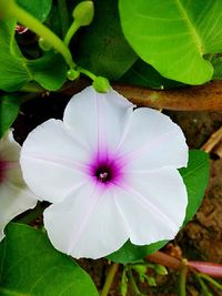 Close-up of pink flower blooming in garden