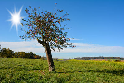 Tree on field against sky