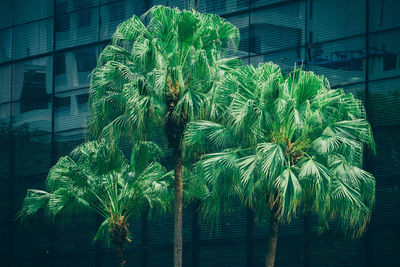Close-up of palm tree in city