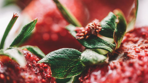 Close-up of berries growing on plant