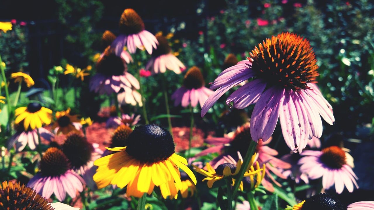 flower, freshness, petal, fragility, flower head, growth, blooming, focus on foreground, beauty in nature, plant, pollen, nature, close-up, field, in bloom, yellow, outdoors, park - man made space, day, no people