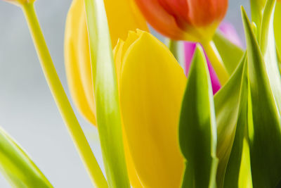 Close-up of yellow tulip