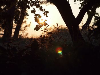 Sun shining through trees