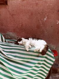 High angle view of cat sleeping on sofa