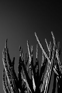 Low angle view of tree against clear sky