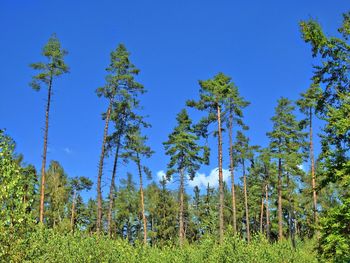 Low angle view of pine trees against clear blue sky