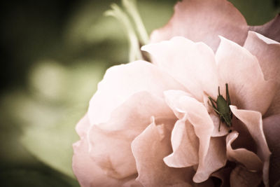 Close-up of white flowers blooming outdoors